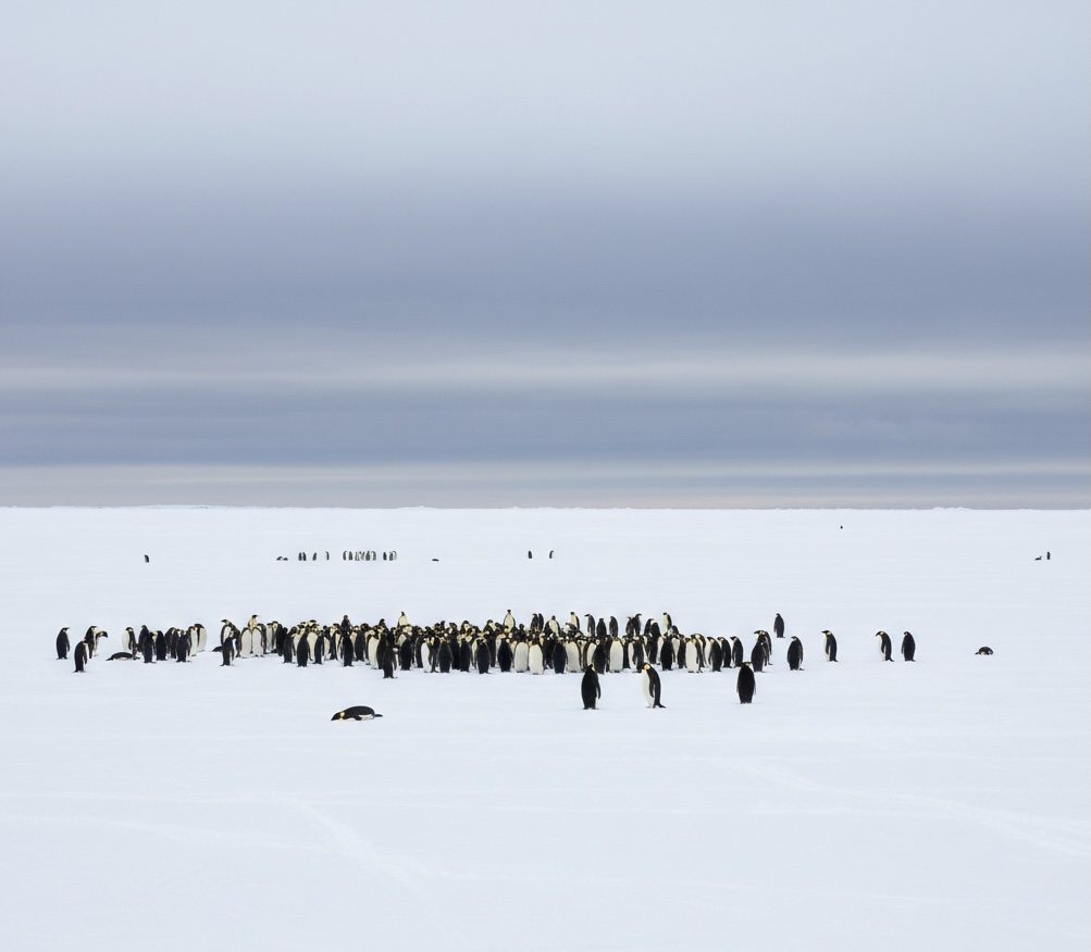 Emperor penguins on the Weddell Sea ice — accessible via Ponant